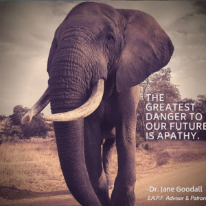 international anti-poaching foundation